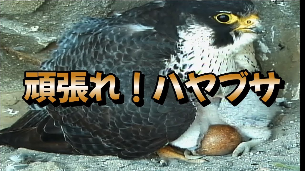 Peregrine, do your best『頑張れハヤブサ』