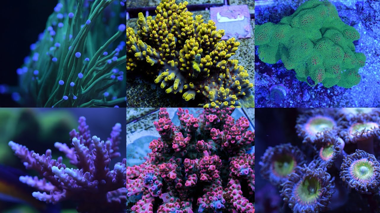 My Top 8 Favourite Corals (And 1 I HATE!)