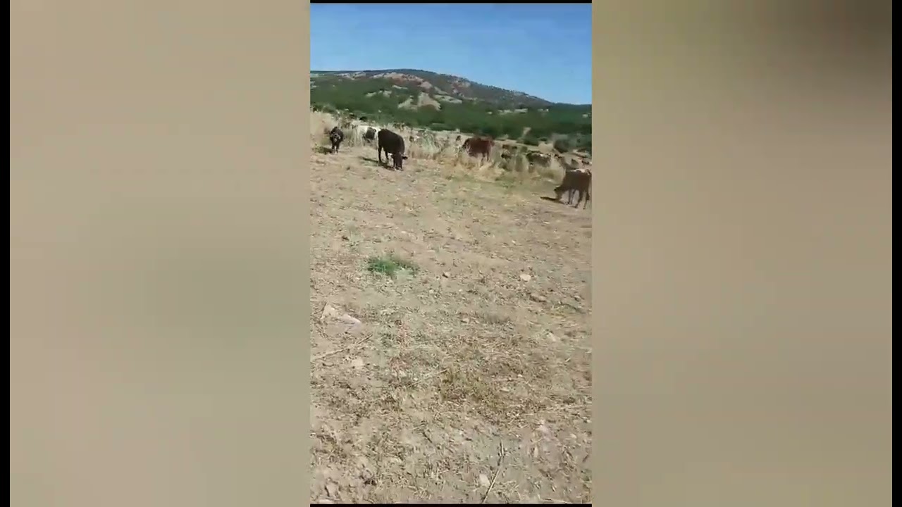 DİYARBAKIR BAHRO KÖYÜ HAMDİ USTA
