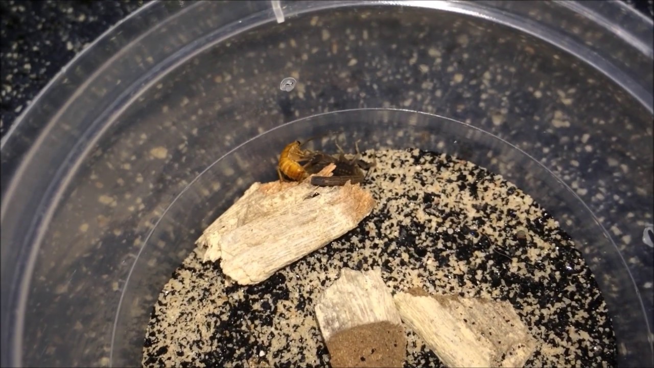Scorpion Feeding Video #3