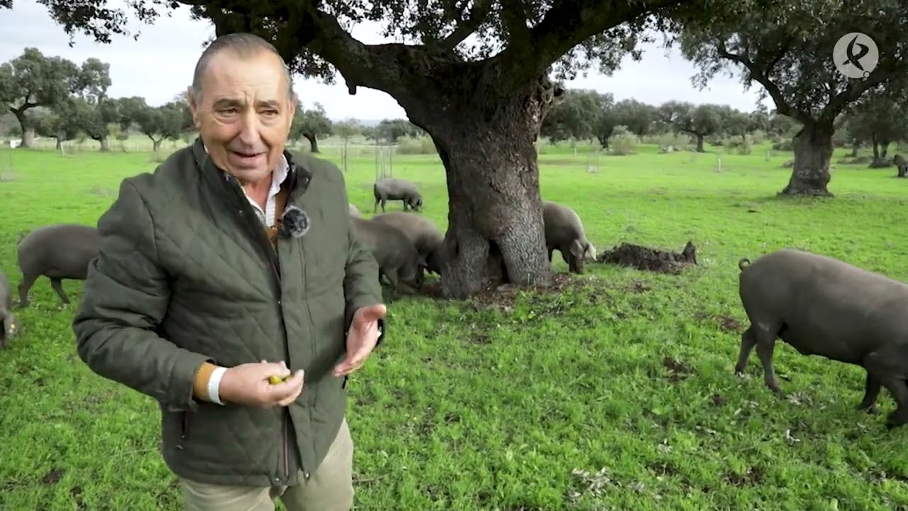 La montanera ha comenzado en Extremadura con menos animales en campo | La Besana en Verde