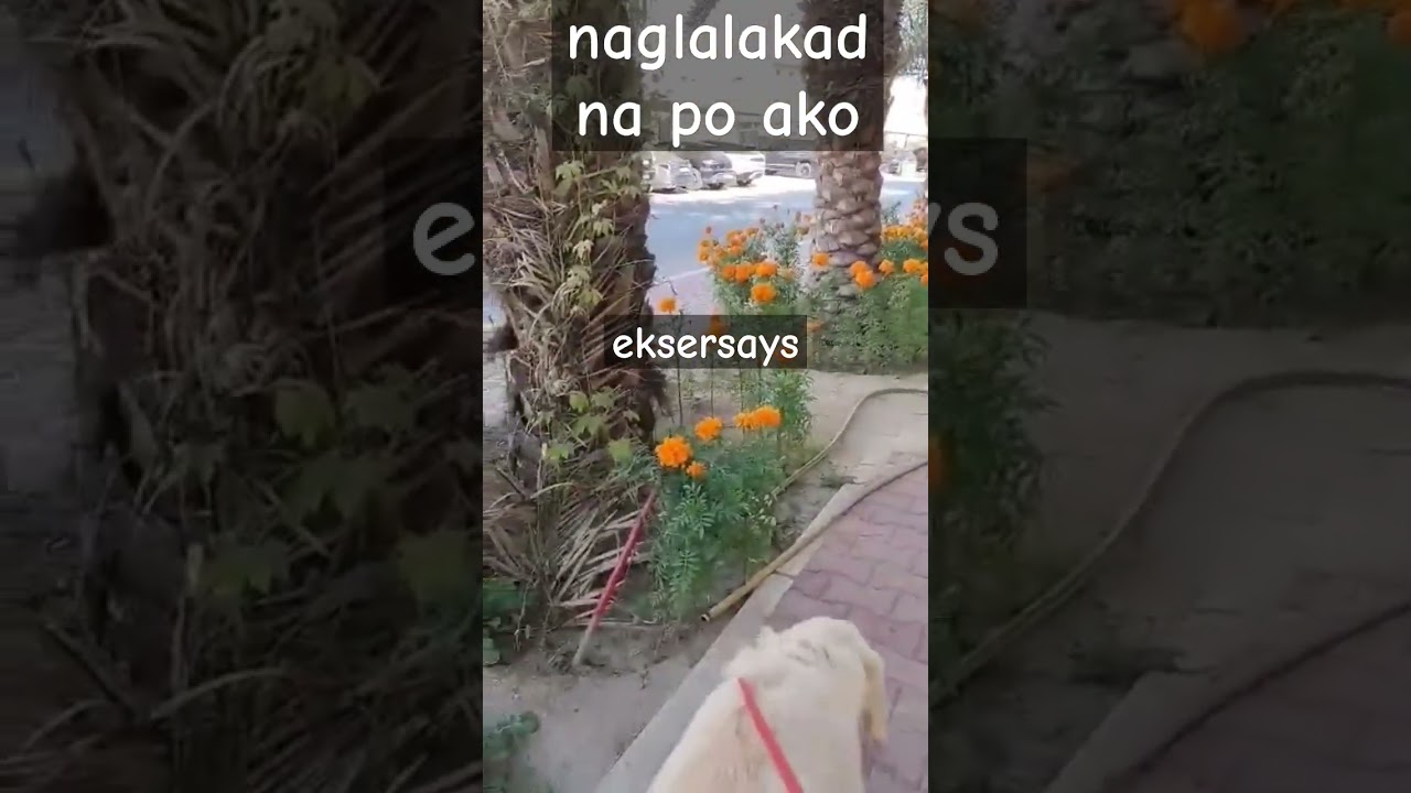 naglalakad n po ko- egqy #travel #goldenretriever #reels #dog