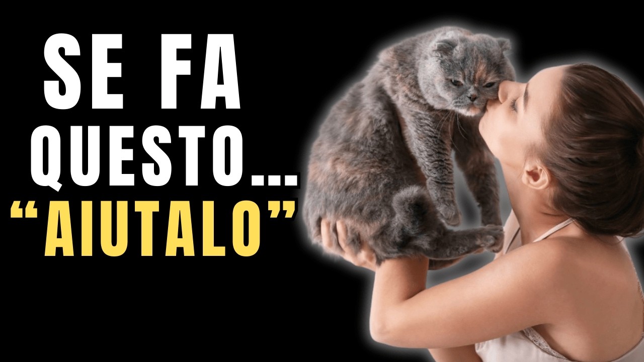 10 Segnali Silenziosi che il Tuo Gatto Sta Chiedendo Aiuto (Non Ignorarli!)