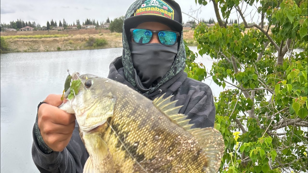 BASS FISHING FRESNO PONDS ( NEW PB CATCH)