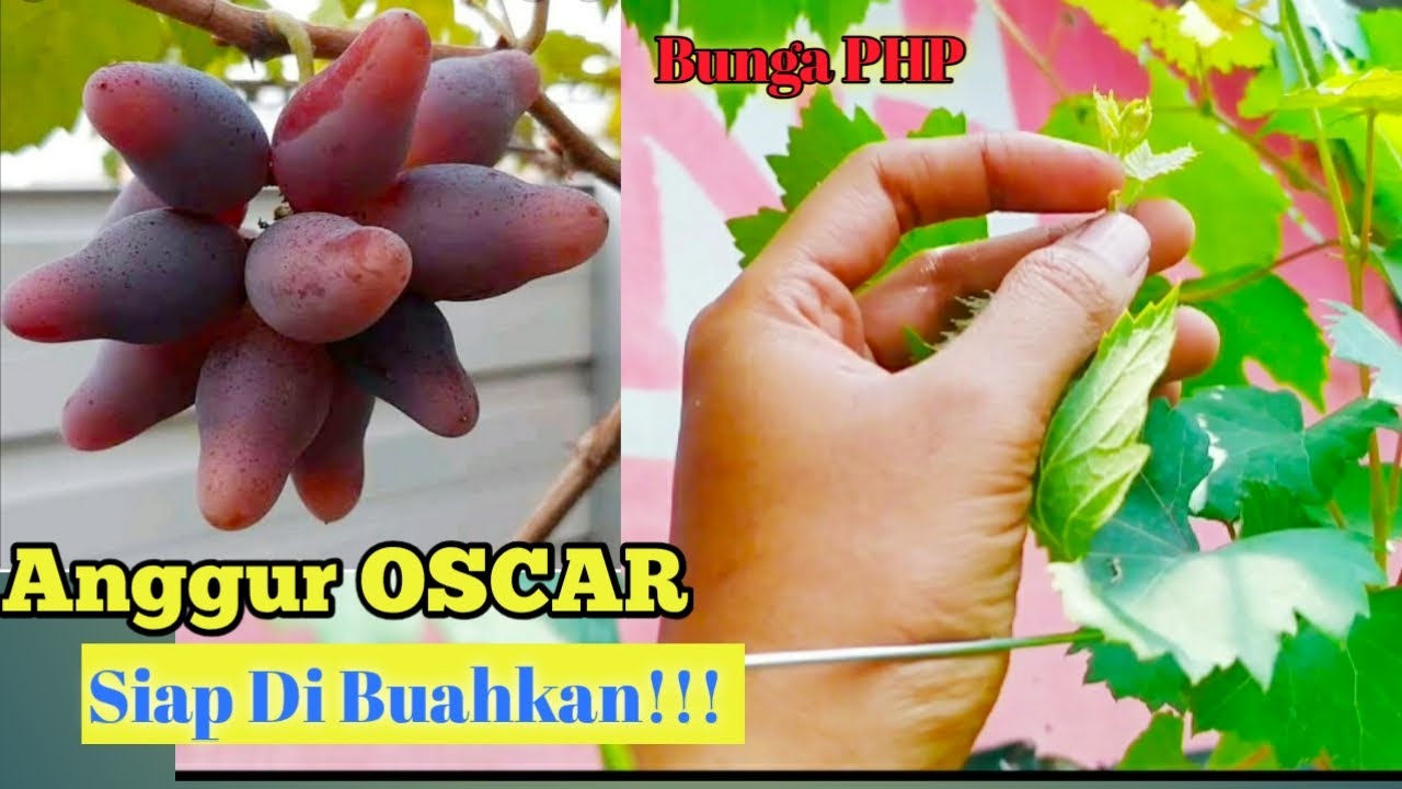 ANGGUR OSCAR, SI BUAH EKSOTIS DAN SUPER GENJAH//SIAP DI BUAHKAN!