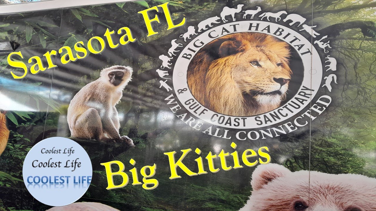 Travel - Big Cat Sanctuary - Sarasota - Great Show - Big Cats up Close, COOL place, Free to Veterans