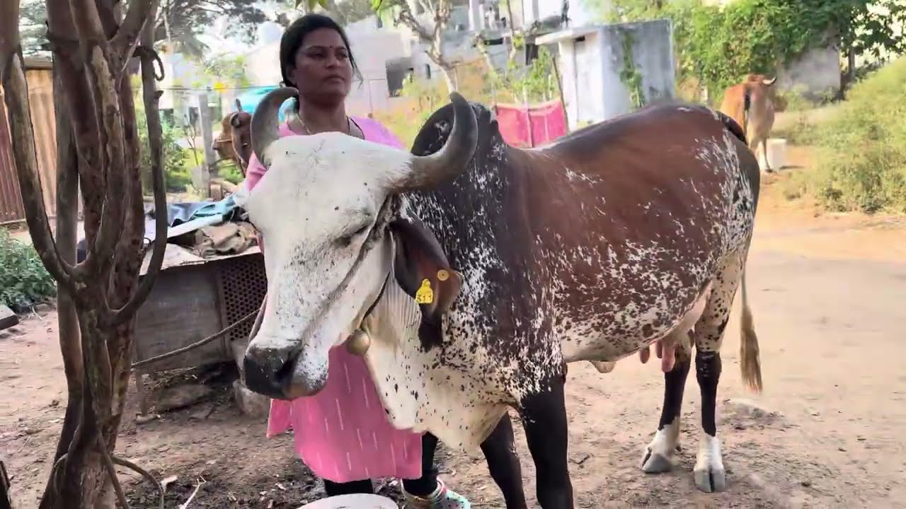 Village Cow Farming Woman Daily Routine | Feeding & Milking Cows Vlog || 