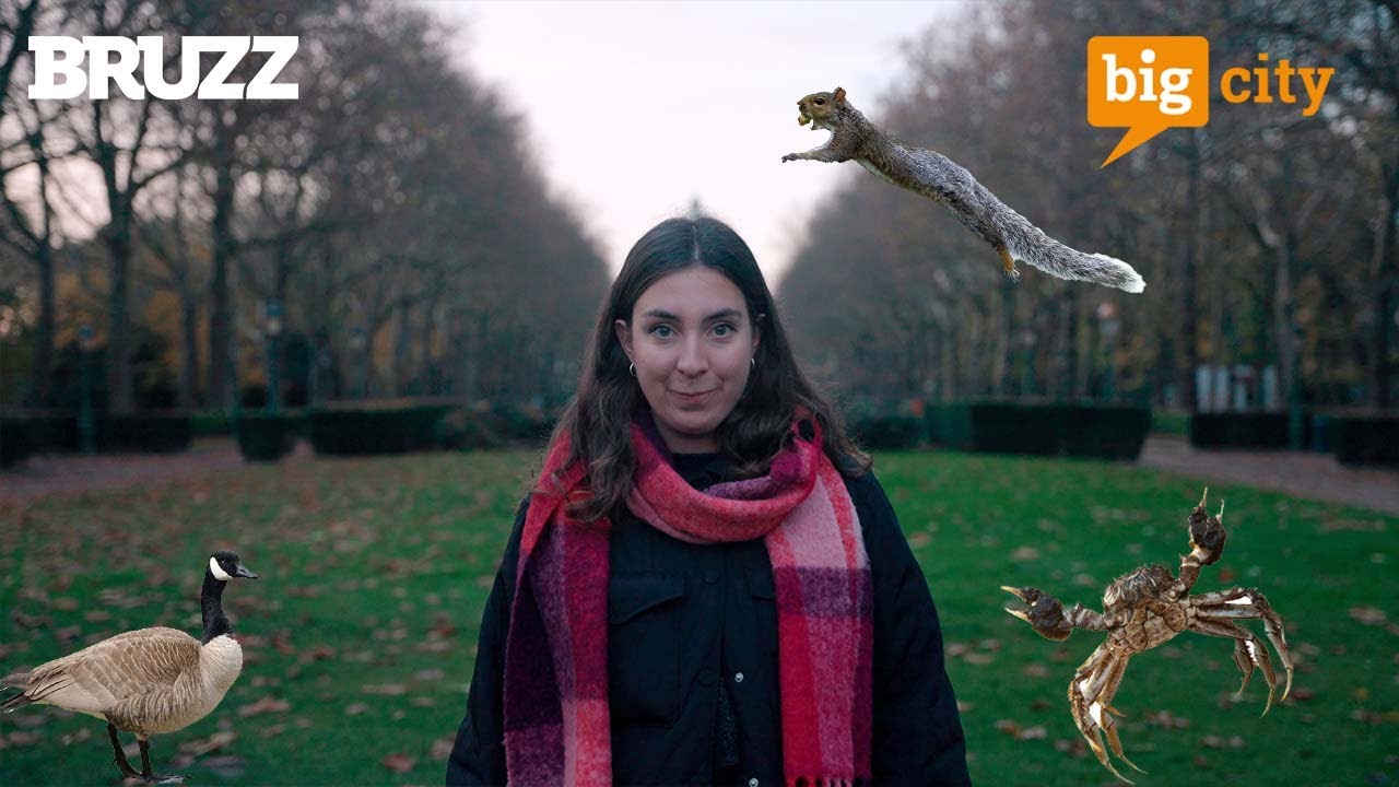 Wat wordt er gedaan aan invasieve diersoorten in Brusselse parken en vijvers? 