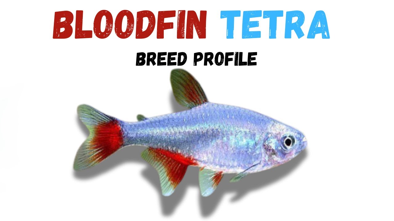 Bloodfin Tetra Fish Breed Profile - Growth - Lifespan - Price - Temperament - Feeding