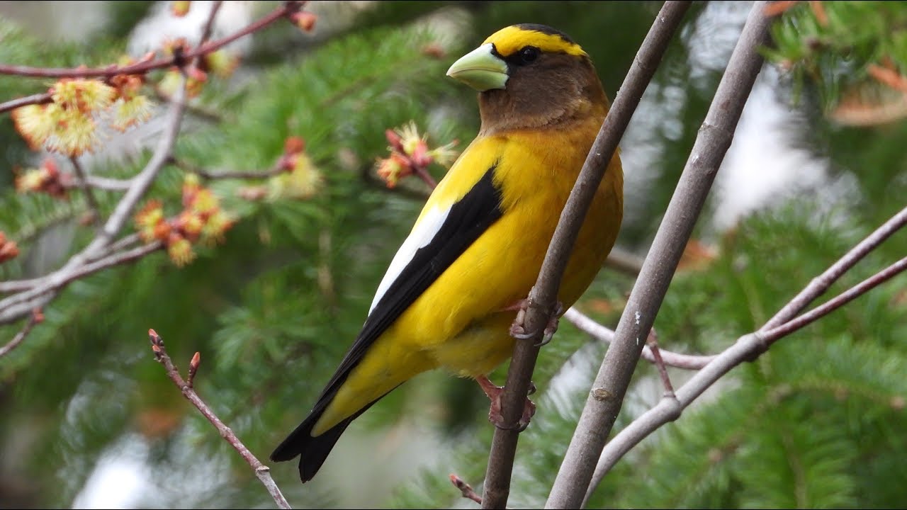 Gros-bec errant, chant / Evening Grosbeak, song
