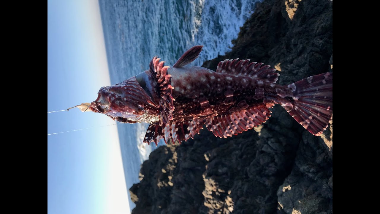 Fun and action-packed rockfishing trip on the Northern California coast - rockfish and Cabezon