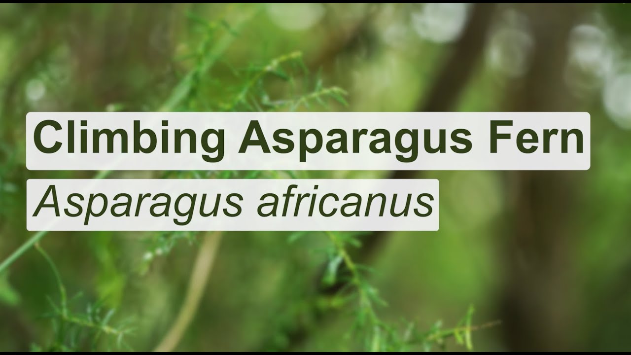 How to control climbing asparagus fern on your property