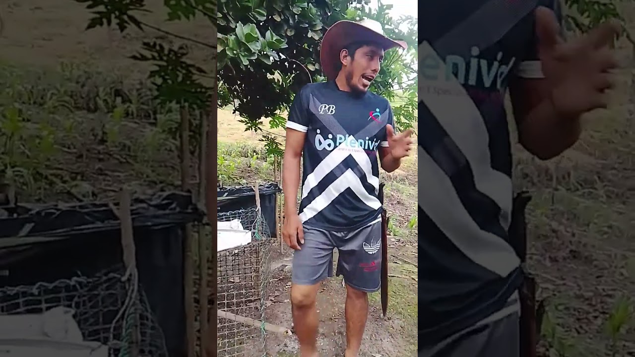 Enseñándoles gallos y gallinas finas 