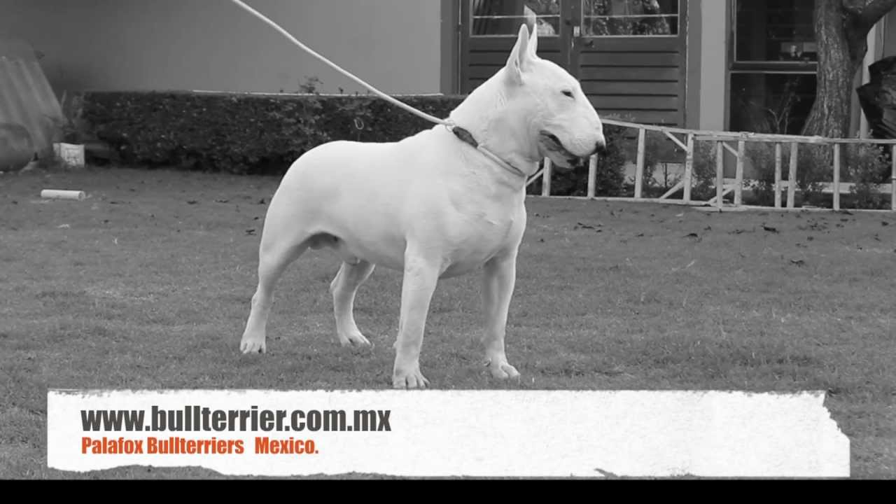 bullterriers-bull terriers-bullterriers-www.palafoxbullterriers.com