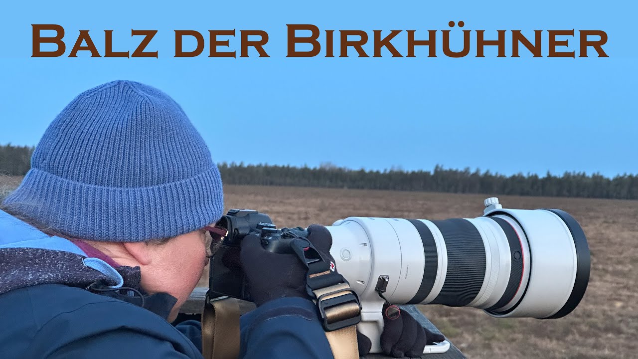 Birkhuhnbalz im Taglamyren (Schweden)