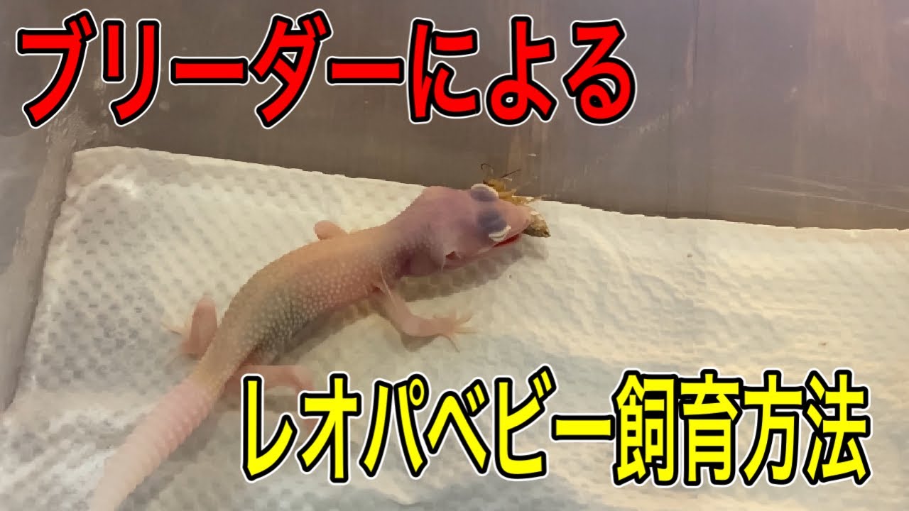 【レオパ 】ブリーダーによるベビー飼育方法