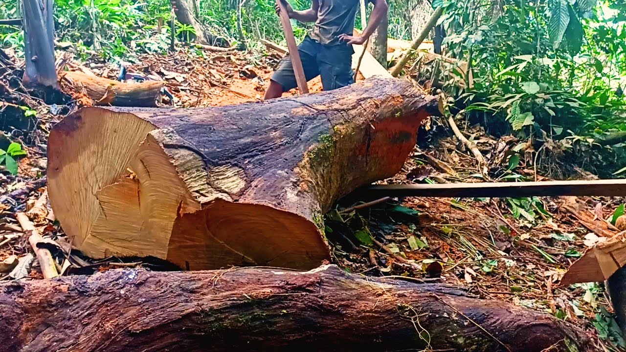 BERNILAI TINGGI || MENGOLAH KAYU PENUH DAHAN,,!!