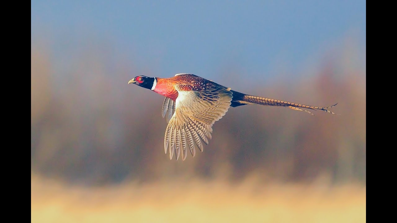 Pheasant Shoot  Davenport House 2021