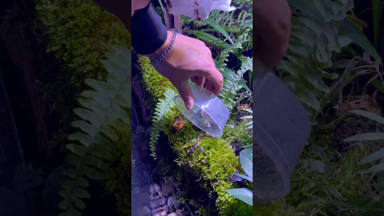 Apresentando meus novos isópodes,"Porcellio laevis 'Dairy Cow'!