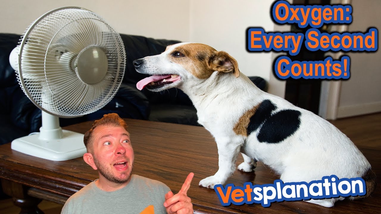 Instant Oxygen for Pets? Find Out How!
