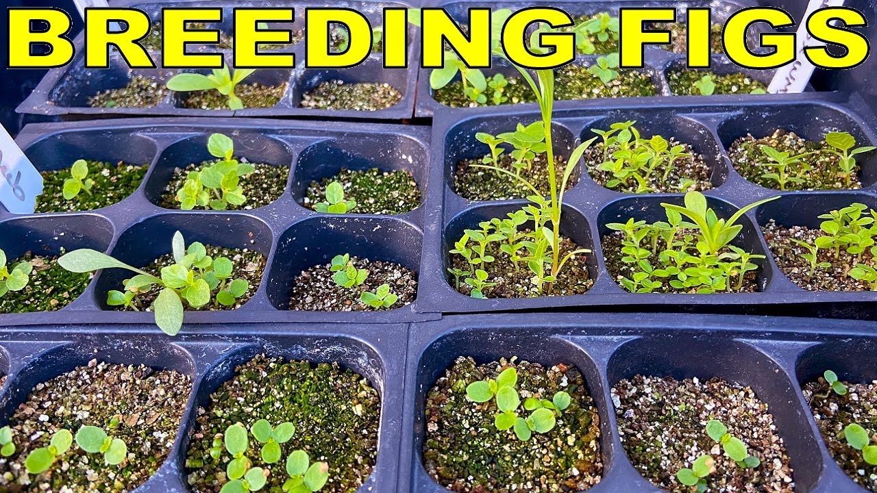Breeding Figs: How To Grow Fig Trees From Seed [COMPLETE GUIDE]