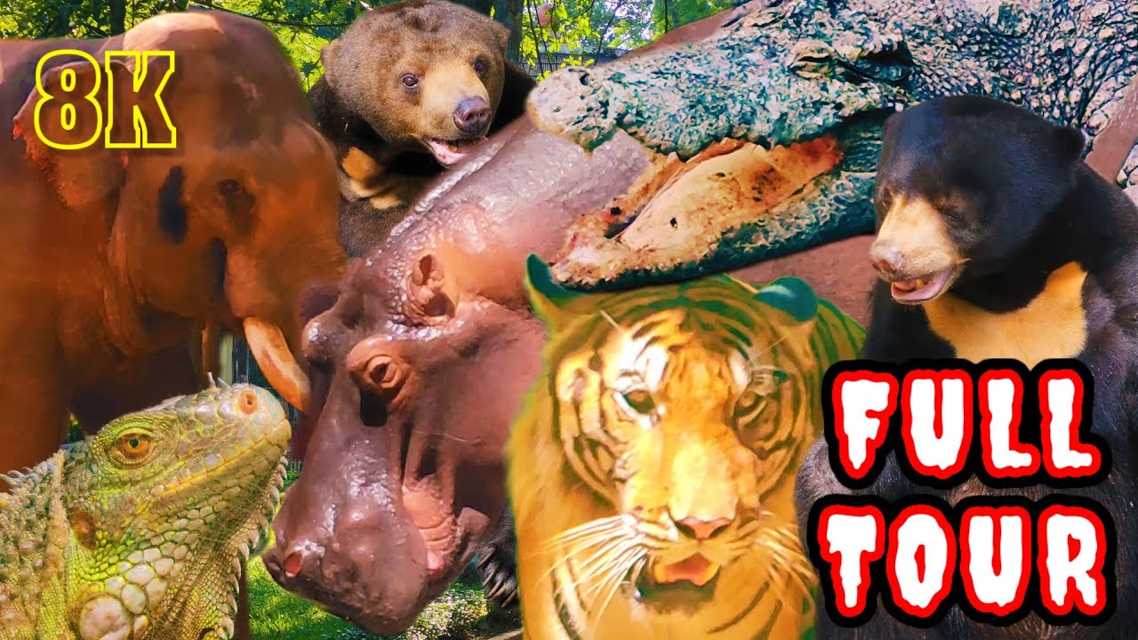 Một ngày ở Thảo Cầm Viên Sài Gòn 8K | Đi bộ khám phá sở thú lâu đời nhất Việt Nam