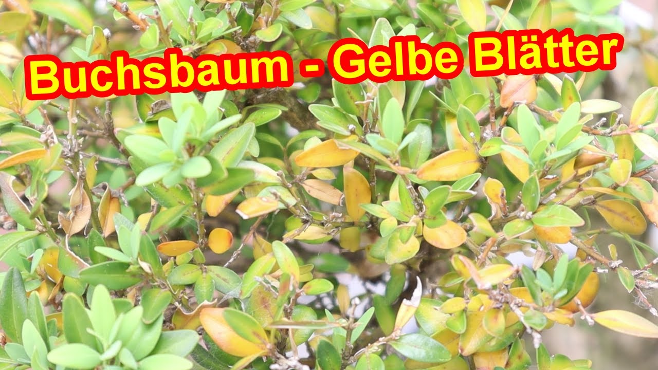 Buchsbaum hat gelbe Bl&auml;tter - URSACHE & HILFE - Buchsbaum wird gelb - Was tun?