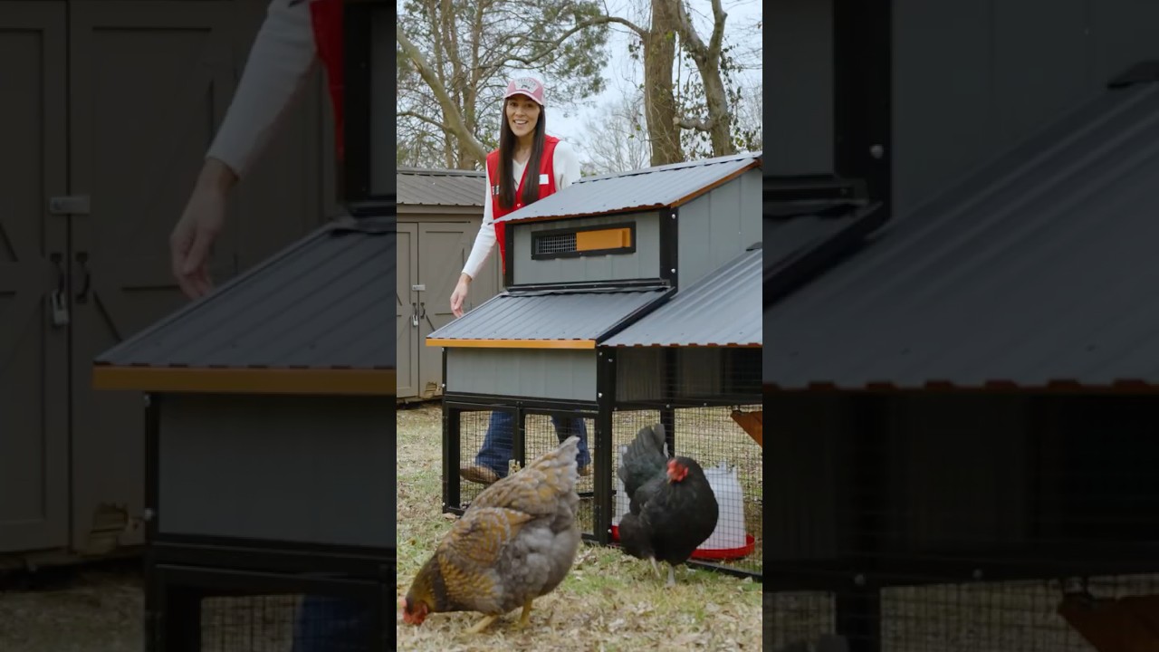 🐔 The Perfect Chicken Coop Makes Coop Life Easy #BackyardChickens #FlockCare #ChickenCoop
