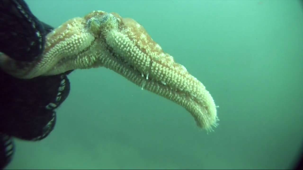 Sea Star Regeneration