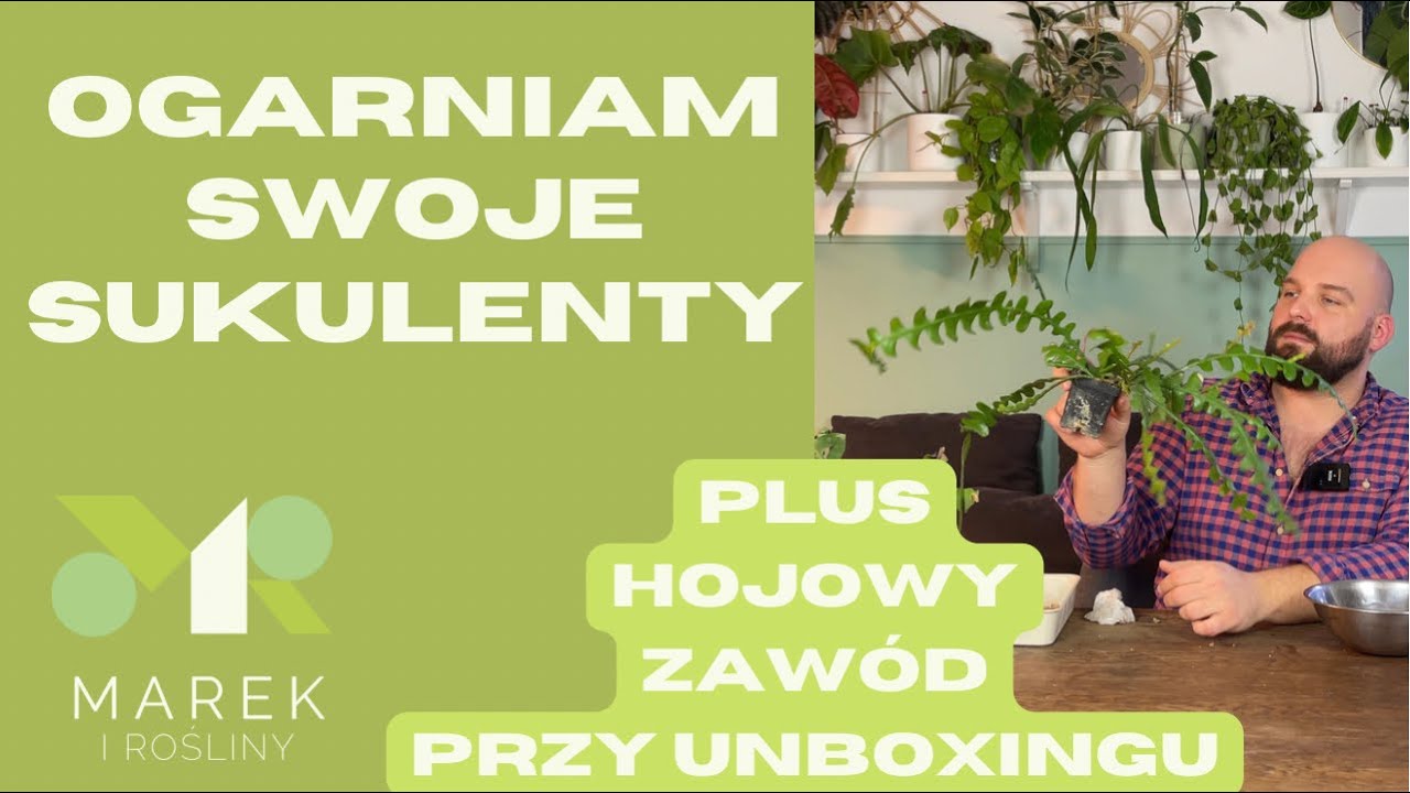 Ogarniam swoje sukulenty - epiphyllum i rhipsalis plus hojowy zawód przy unboxingu