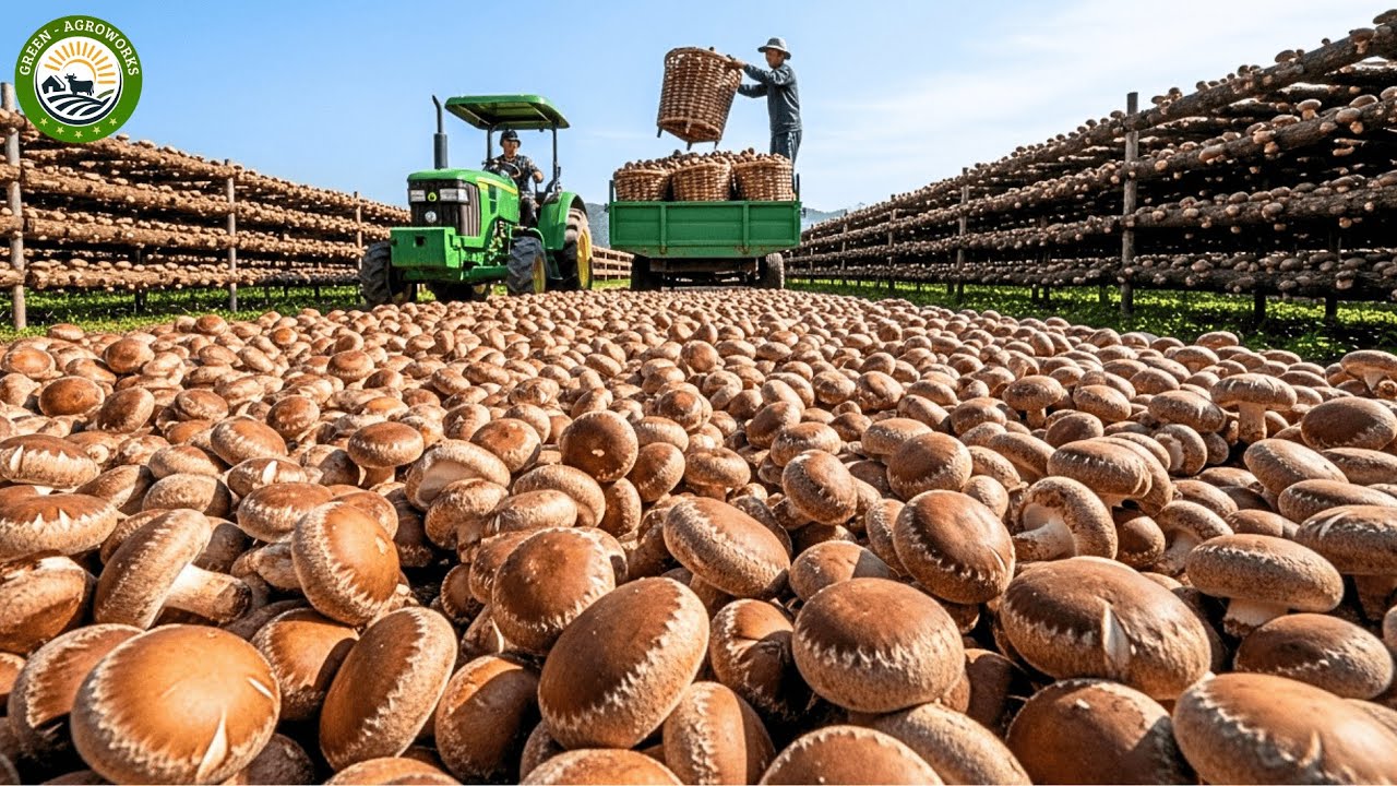 How Japanese Farmers Raise & Harvest Millions of Shiitake Mushrooms - Shiitake Mushroom Harvesting