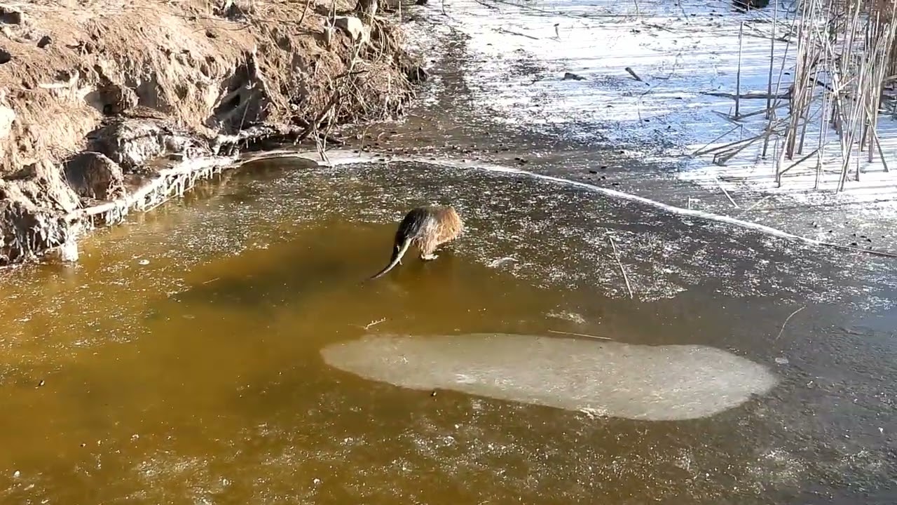 Nutrie říční, rybník Beranov.