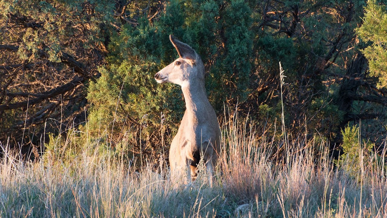 Common Hunting Violations - NDGNF