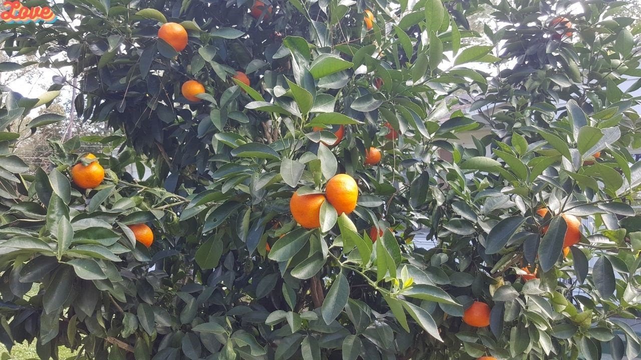 Sunburst Tangerine tree🍊Second year of harvest🍊Gardening With Susie TLC