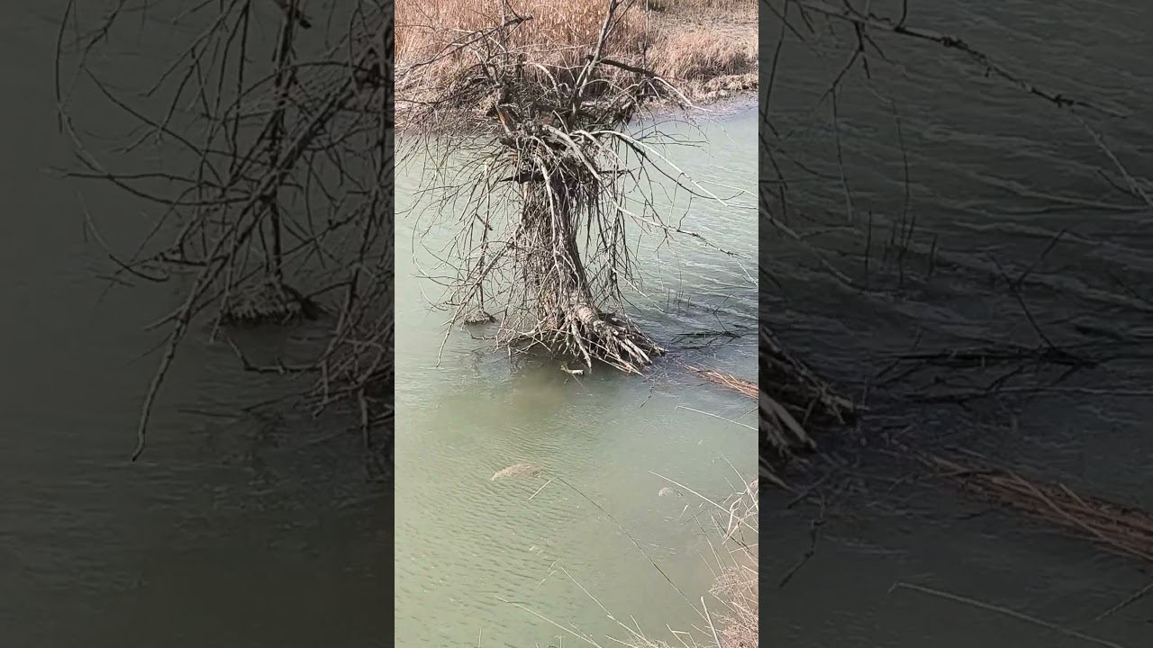 Image of loneliness #nature #river #wildlife #delta