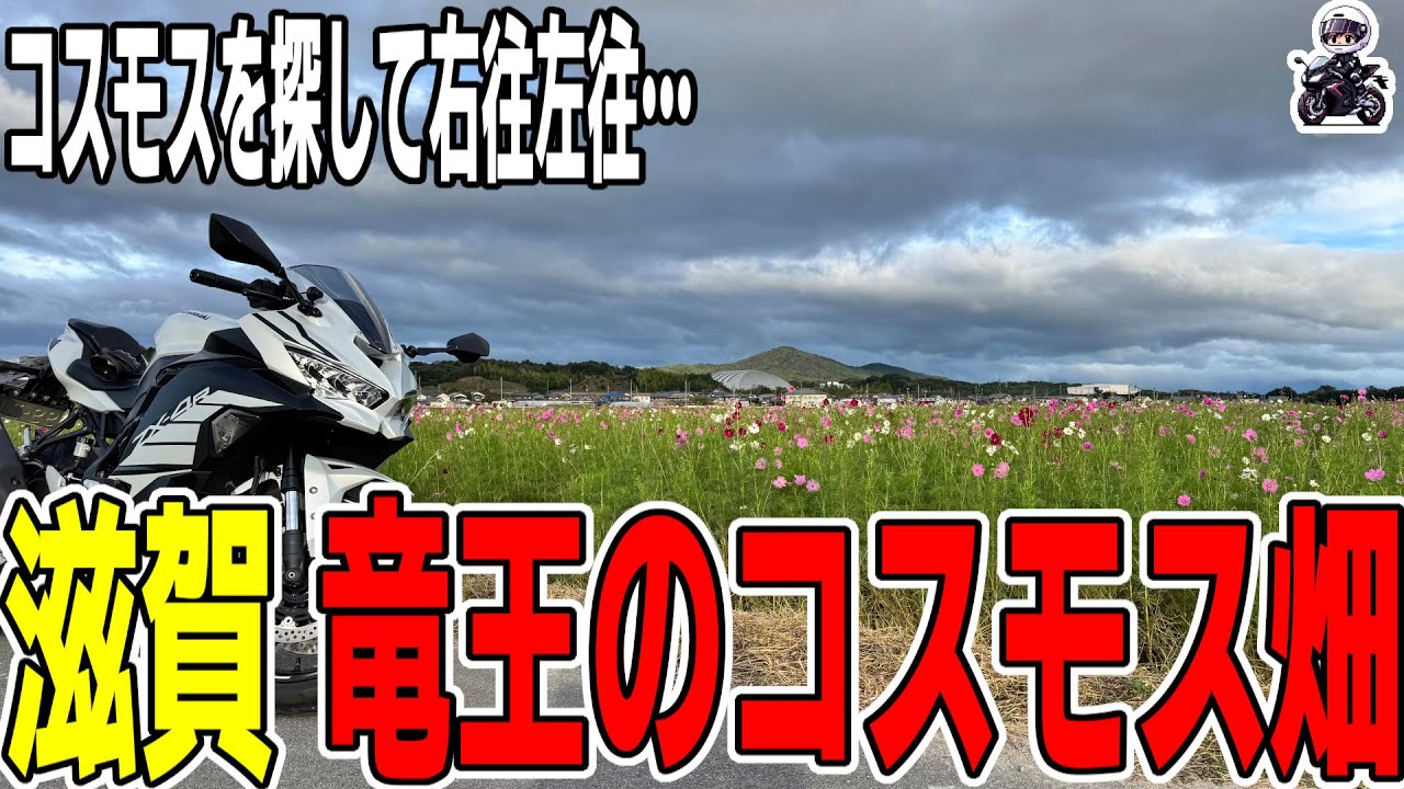 【滋賀ツーリング】竜王町のコスモス畑を探して右往左往!? 新バイパスで気持ちよすぎる快走【ZX-4R】