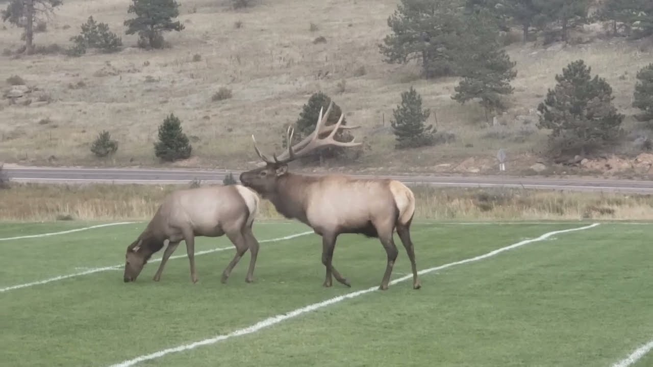 Elks Bugling | Elk Rutting Season | High School Football Field | Estes Park, Colorado