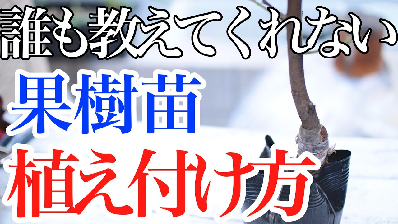 【ここは気を付けろ！】果樹苗の植え付け方と注意点を教えます