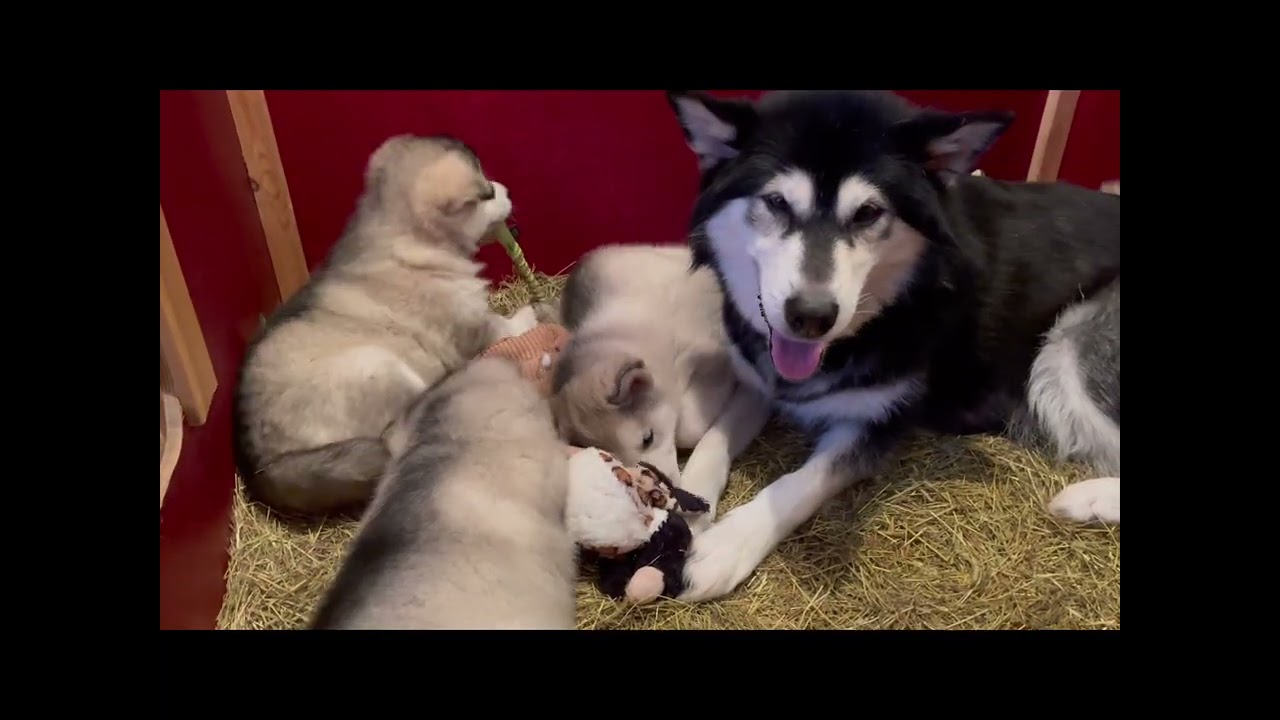 Joining the joyride pack very soon Ash, Blaze & Bear