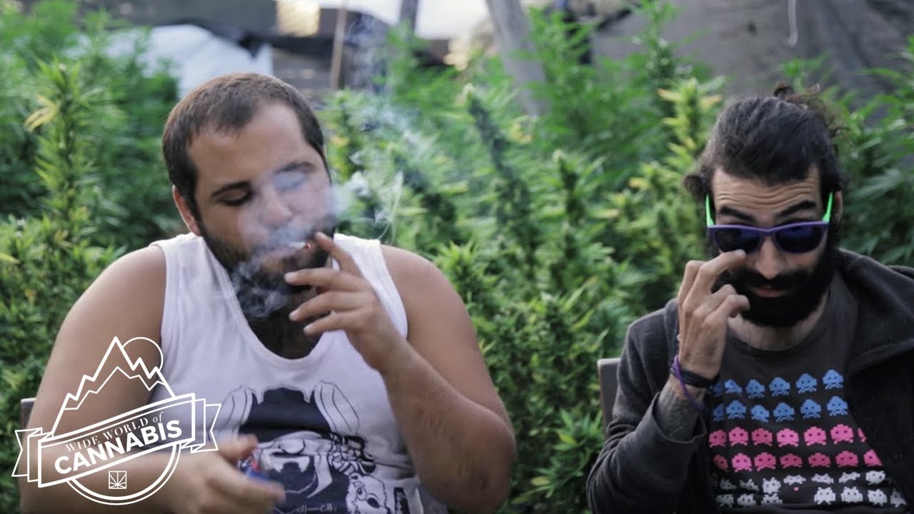 Uruguay Cannabis Clubs Offer Complete Control Over the Smoke | WIDE WORLD OF CANNABIS