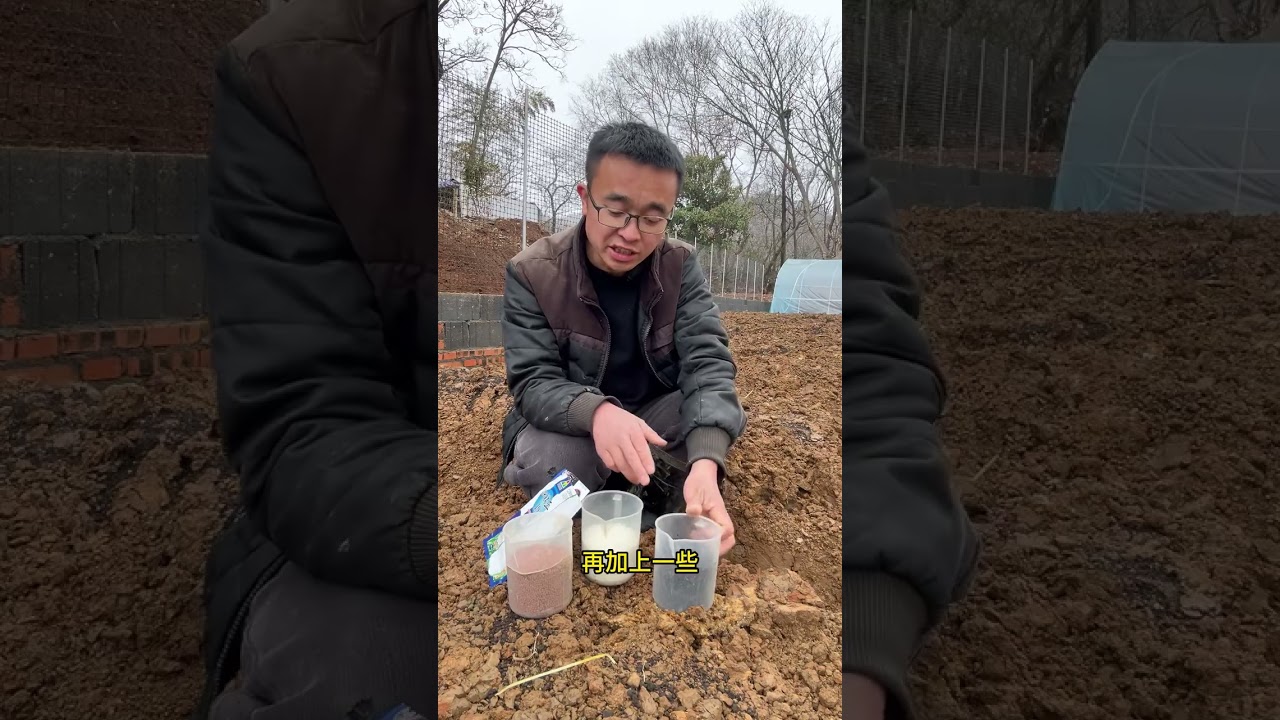 How to Properly Fertilize Corn: A Step-by-Step Guide