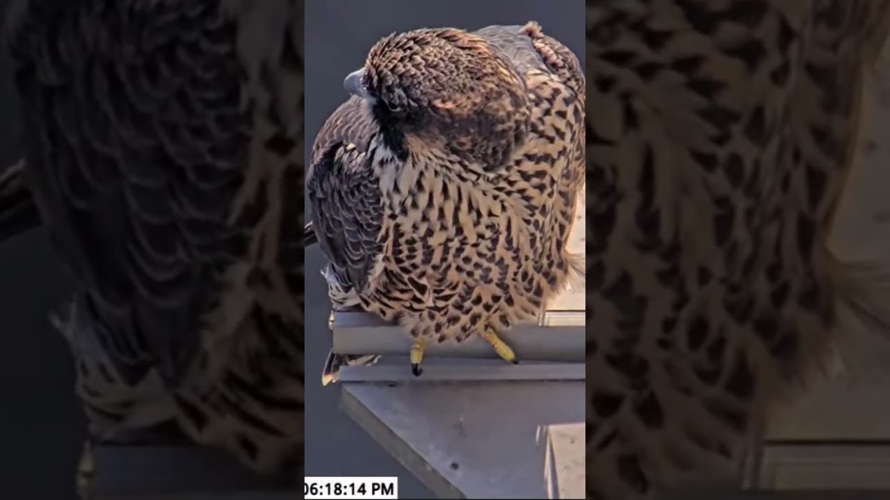 Emma 🩶 does some people watching | San Jose CH #Falcons #peregrinefalcon #birds