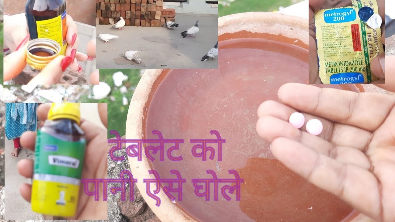 टेबलेट  पानी में  कैसे घोले  !कबूतर की हरी बीट का इलाज #kabotar #kabutri #bird #kabuter #kabutar #