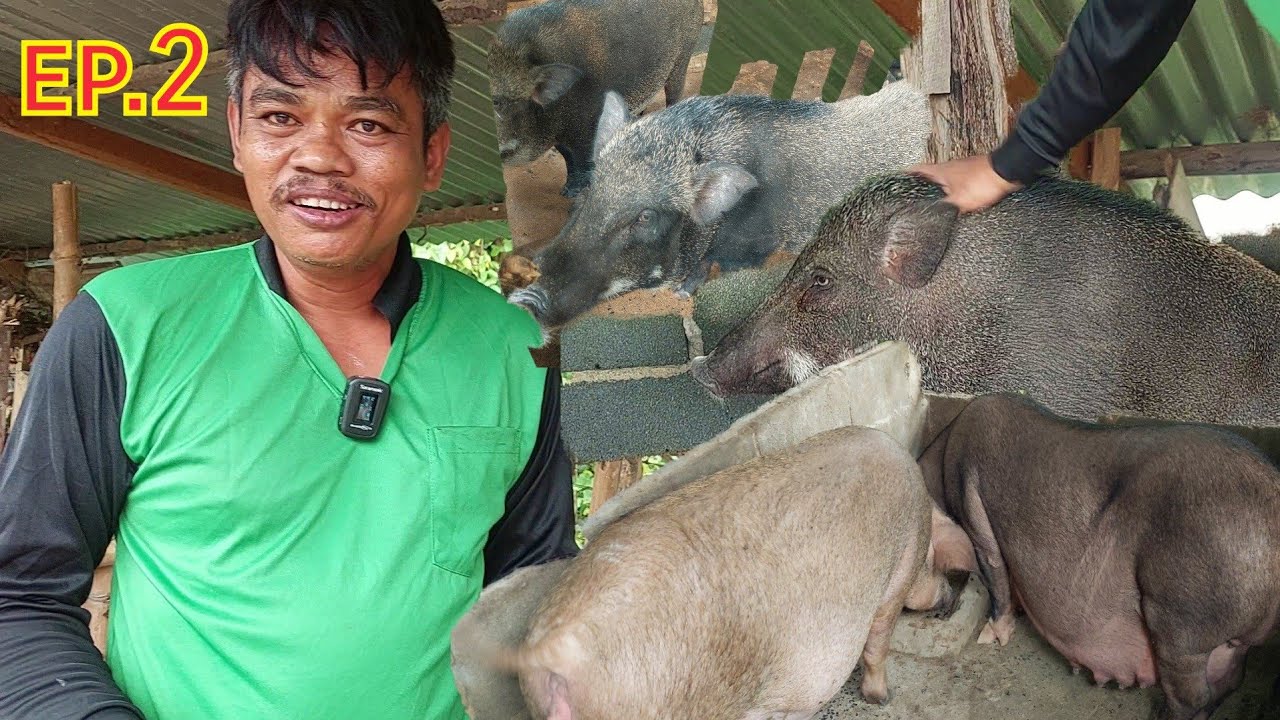 เลี้ยงหมูป่าหมูเหมยซานลูกผสม!!สำคัญที่สุดคืออาหารและสายพันธุ์พร้อมการตลาดหมูหัน