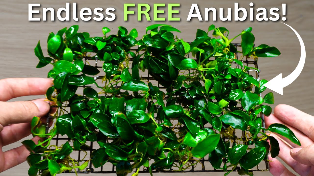 How I Grow ENDLESS Anubias Plants For FREE? Anubias propagation step by step!