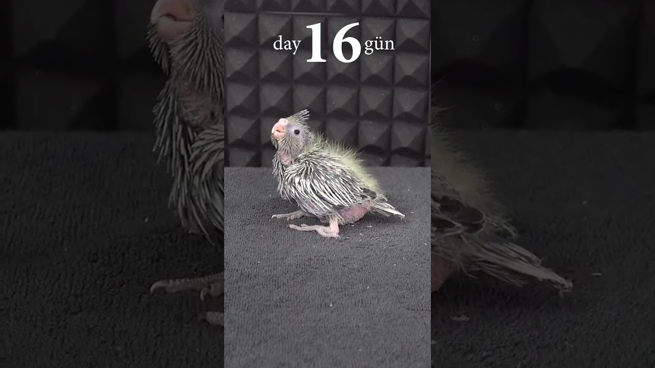 parrot life cycle