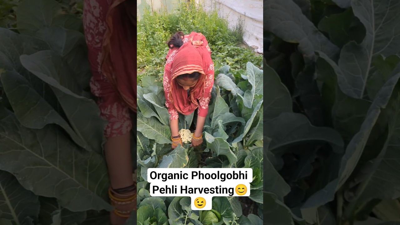 fully organic Phoolgobhi first harvesting #farming #organicfood #ganvkilifestyle #villagelife
