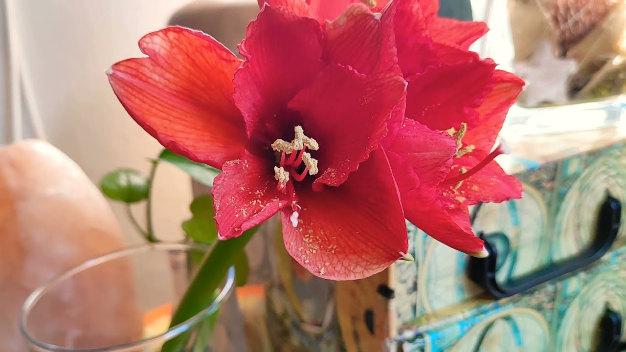 Amaryllis en flor, bulbos sin agua ni tierra!