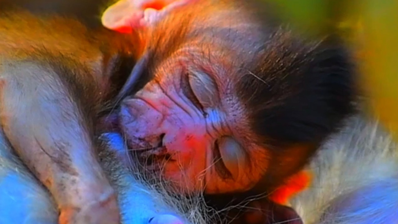 Top Outstanding Moments of Baby Monkey and Mommy's Care