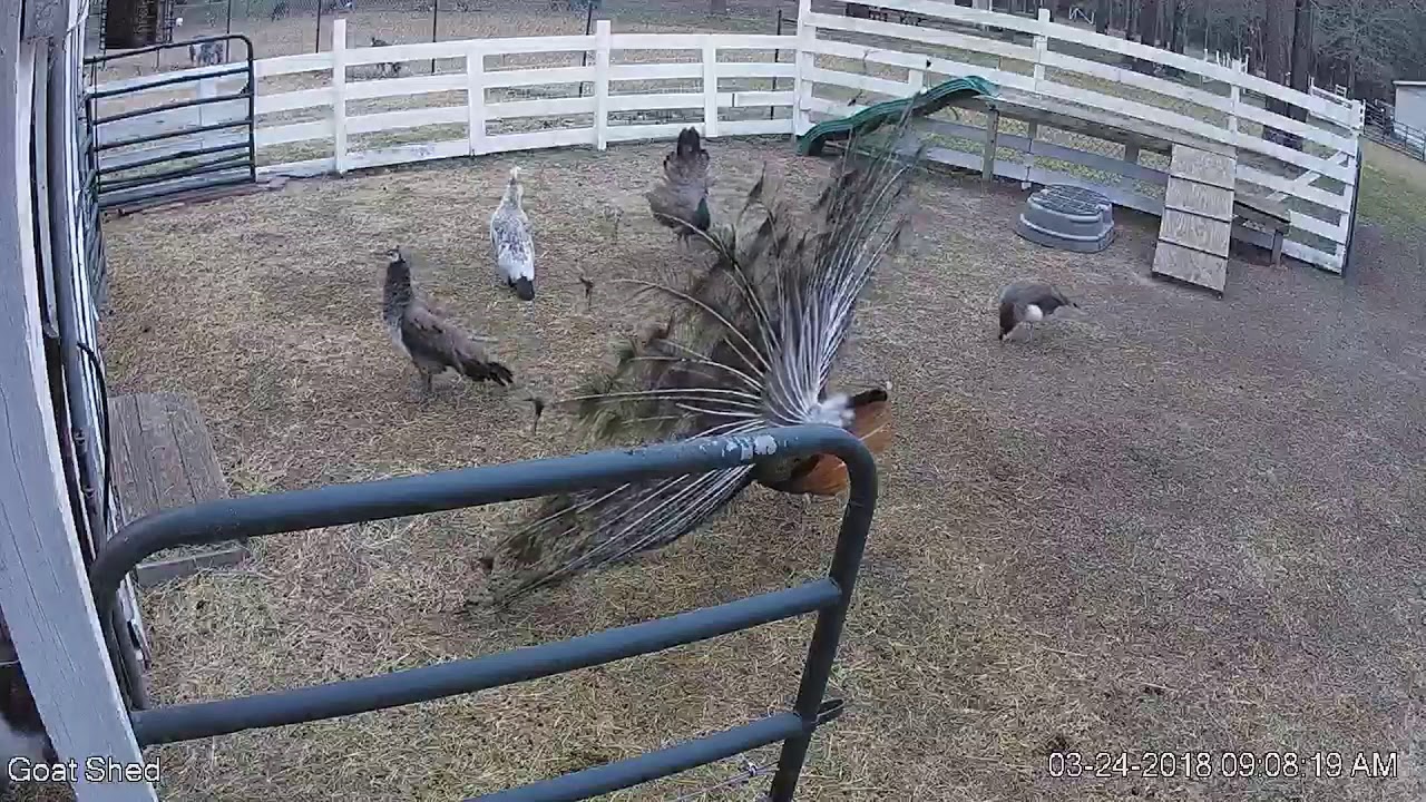 Indian Blue Peafowl - Romeo, daddy comes to give his kids a lesson